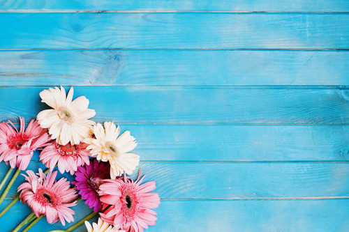 Jual Poster Gerberas Wood planks Template greeting card WPS